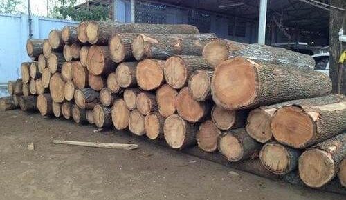 mango-wood-log
